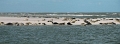 77b - joost-wadden 10 pano zeehond B1